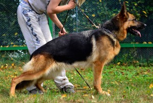 Radonezh Derbi